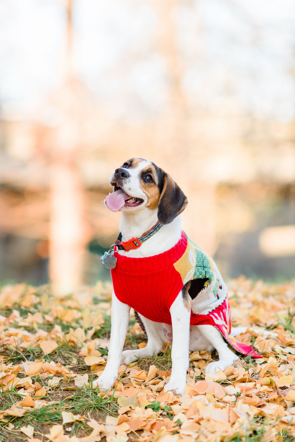 adorable Beagle in a dog sweater in Maryville TN