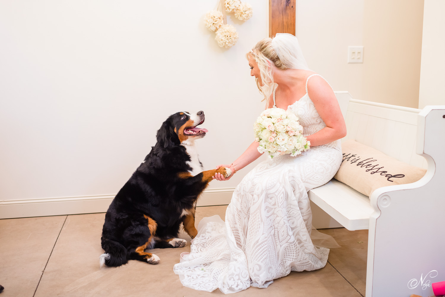 bernice mountain dog shaking paws with bride in the wedding dress in tennessee