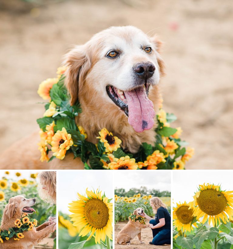 Adorable sunflower and dog photos | Ooltewah TN